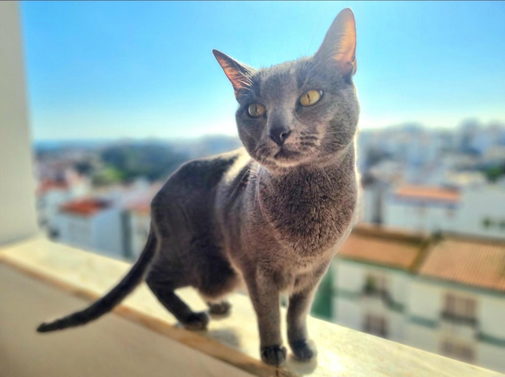 Stunning With Private Bathroom And Shared Balcony, Mainly With 3 Adorable Cats! Lagos