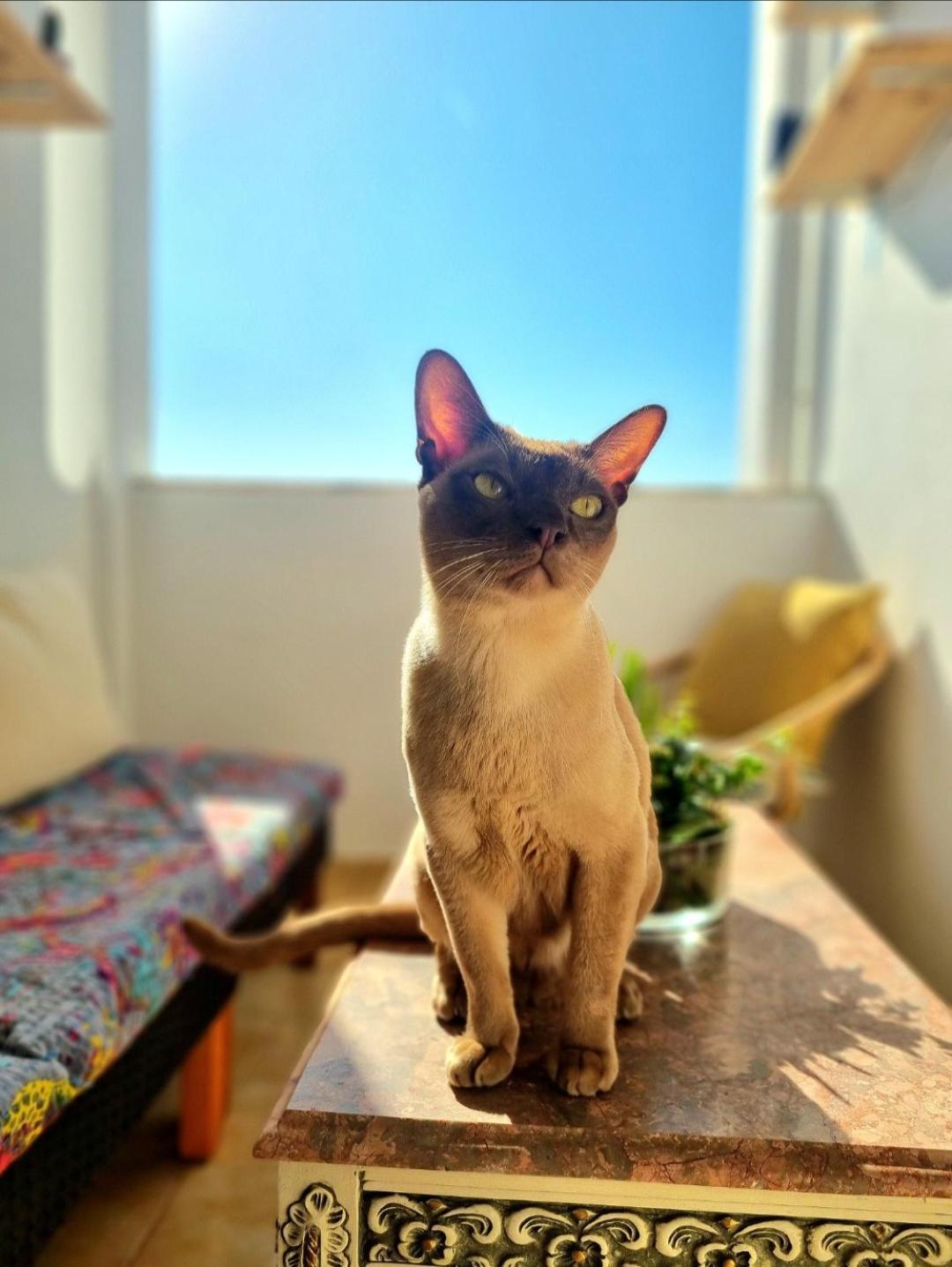 Stunning With Private Bathroom And Shared Balcony, Mainly With 3 Adorable Cats!