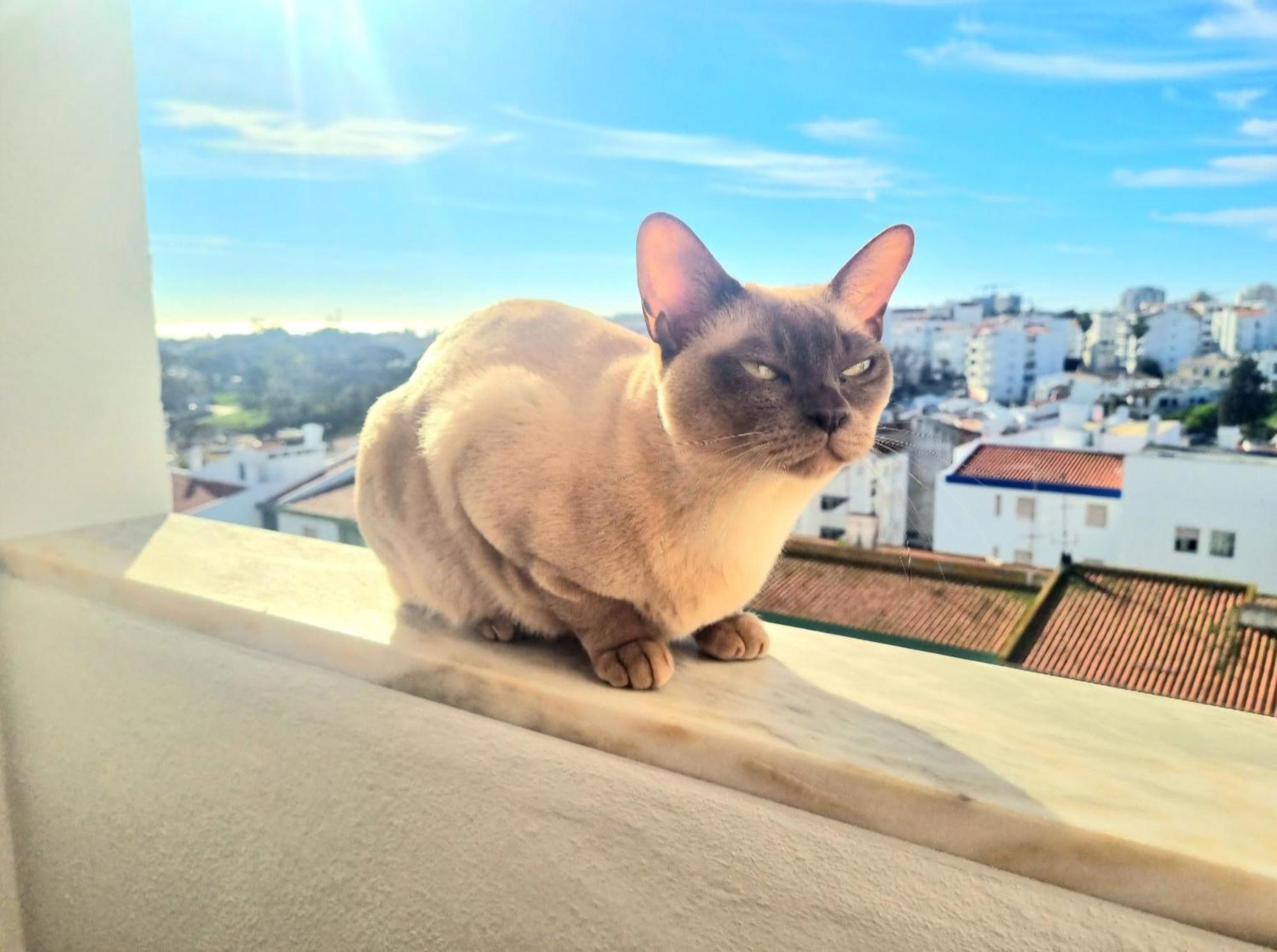 Stunning With Private Bathroom And Shared Balcony, Mainly With 3 Adorable Cats!